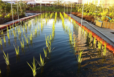 Tokyo, Omotesando City Farm