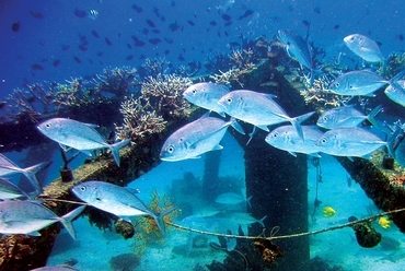 Concrete substrates for accelerated coral restoration