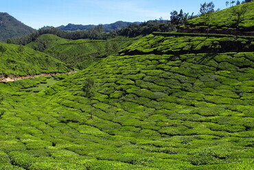 Teaültetvények – Munnar, India – fotó: Zsuffa Zsolt