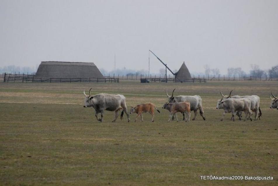 Bakodpuszta