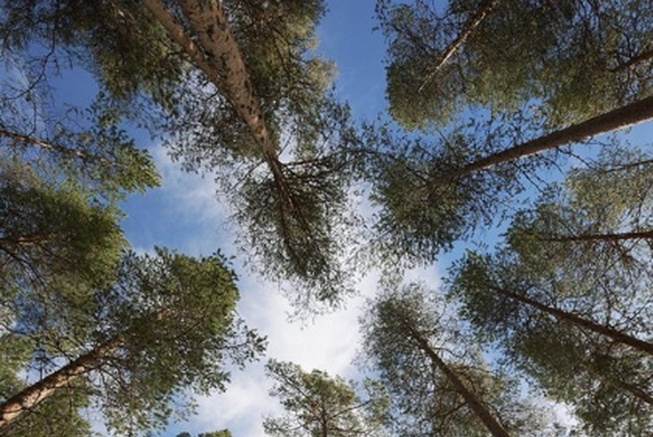 Tree Hotel - építészet: Tham &amp; Videgård Arkitekter, fotó: Åke E:son Lindman