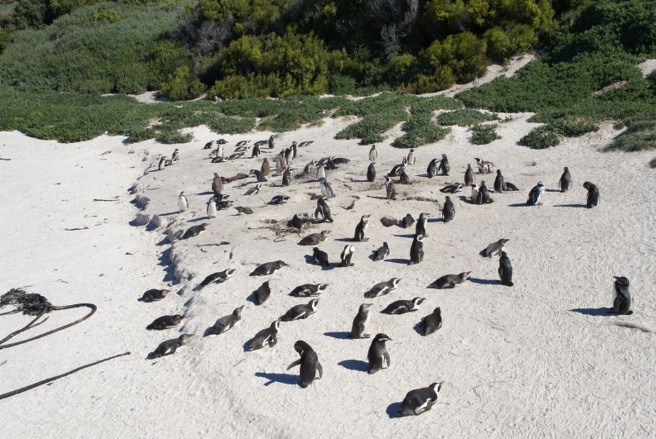 Pingvin kolónia, Simon's Town  - fotó: Bardóczi Sándor