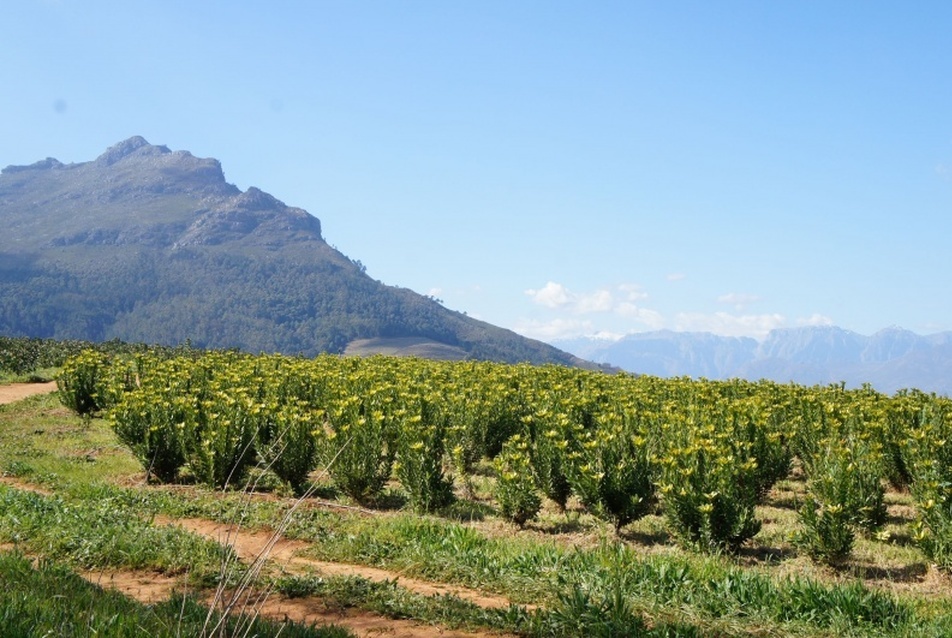 Protea mező, Tokara  - fotó: Bardóczi Sándor