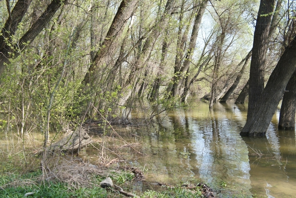 az 5 cm átmérőjű vadfák közt jártunk, ahol a halak is peckesek (foto: Bardóczi Sándor)