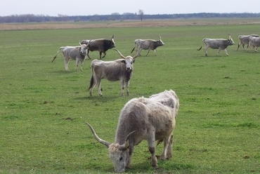 Kiskunsági Nemzeti Park kíváncsi lakói