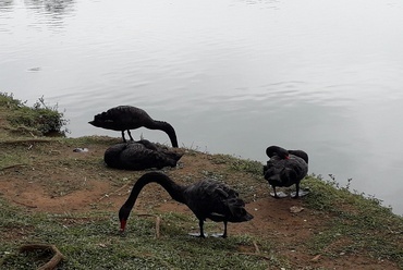 Parque Ibirapuera, hétköznapi látványnak számító fekete hattyúk. Fotó: Paár Eszter Szilvia