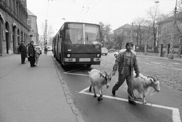 A Cirkusz Plusssz című új műsor állatszereplőit vezetik a Nyugati pályaudvarról a Fővárosi Nagycirkuszba. 1990. Forrás: Fortepan / Horváth Péter
